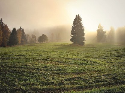 Bild 3:Wiese, Weide, Waldlichtung