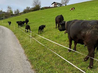 Angus-Stier gesucht