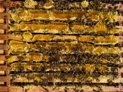 Bild 3:Bio Sonnenblumenhonig