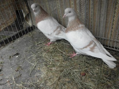 Altenburger Trommeltauben erbsgelb