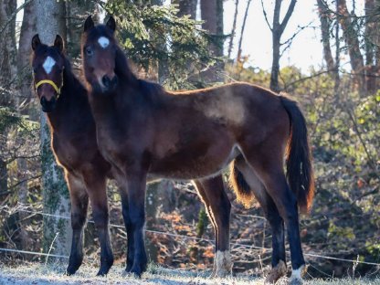 Bild 3:Zwei bezaubernde Reitpony-Jährlinge zu verkaufen