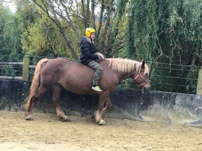 Norikerstute, Therapiepferd, Pferd für Anfänger und Kinder