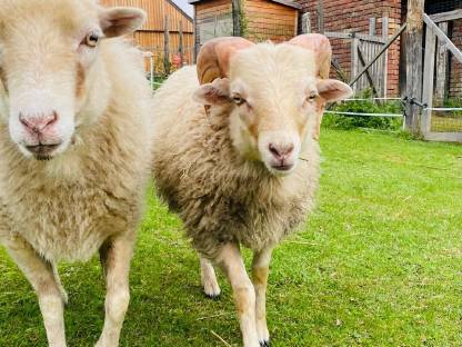 Quessant Zwergschafbock kastriert