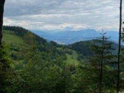 Rarität! Arrondierter Wald mit ehemaliger Hofstelle