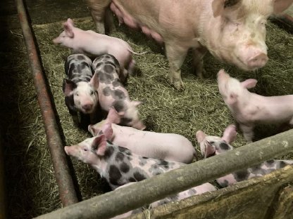Bild 2:Ferkel zu verkaufen