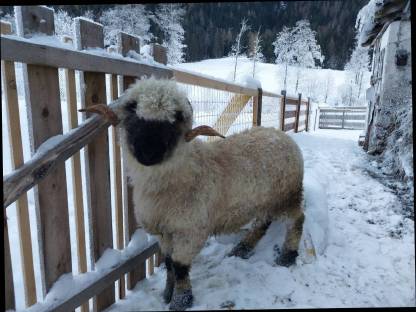 Walliser Schwarznasenschaf