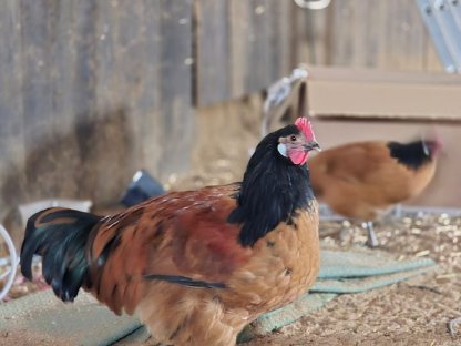 3 schöne Vorwerkhähne zu vergeben