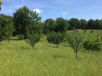Bild 3:Grundstück mit vielen Möglichkeiten Toskana (Italien)