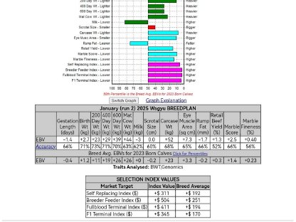 Bild 5:Interessante Wagyu-Kälber 2025