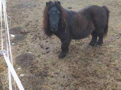 Mini Pony Hengst