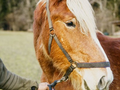 Noriker Stute, 2 Jahre, Fuchs, selbstständig und gelassen