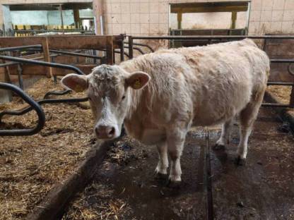 Charolais Kühe/Kalbinnen