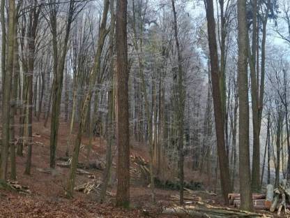 Bild 4:Biete Holzschlägerungen