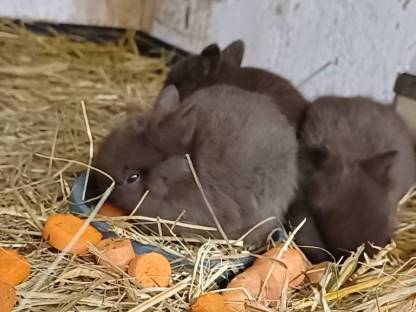 Farbenzwerg, Zwergkaninchen, Kaninchen