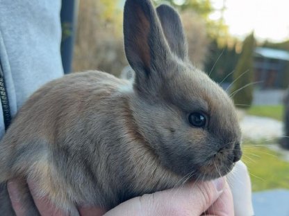 Zwergkaninchen Babys