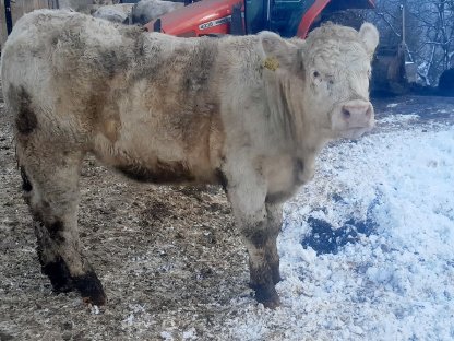 Charolais Kalbin