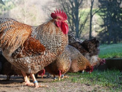 Bruteier Bielefelder Kennhuhn