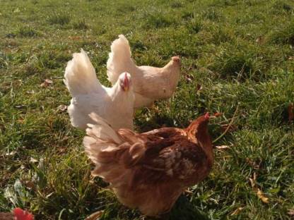 Bild 2:Freiland Eier