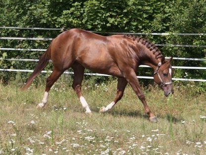 Bild 5:Deckanzeige - American Quarter Horse Hengst