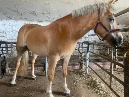 Haflinger Stute