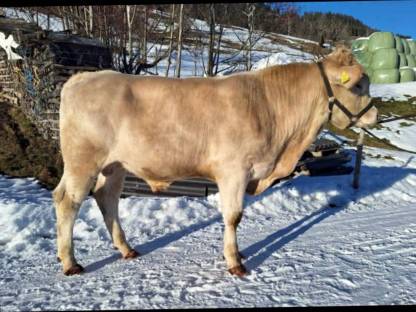 BIO Blond d&#39;Aquitaine Jungstier