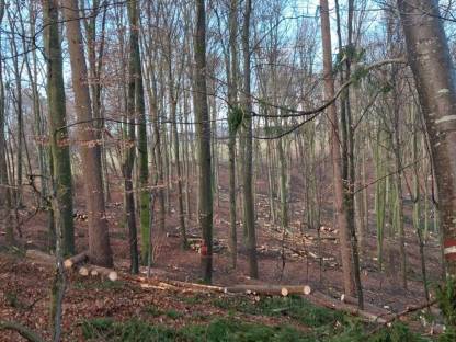 Bild 2:Biete Holzschlägerungen