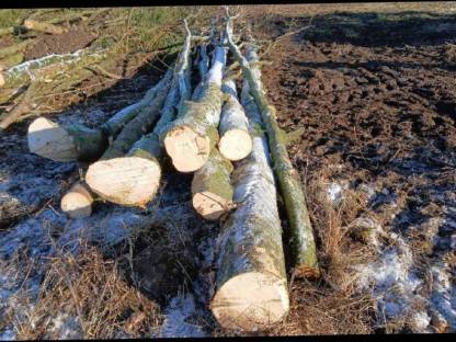 Buchen Brennholz zum Selbermachen