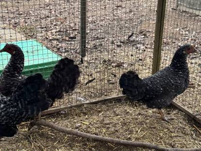 Ayam Cemani und Zwerg-Italiener Mischlinge