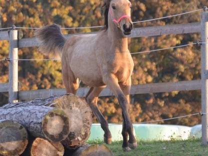 Wunderschöner Partbred Araber Absetzer