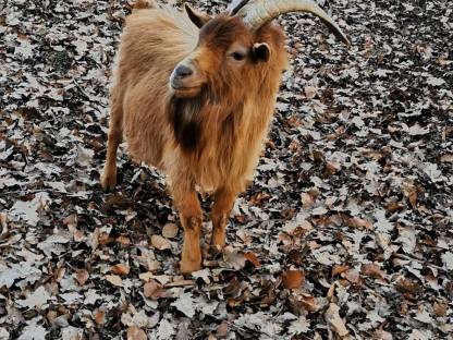 Zwergziegenbock