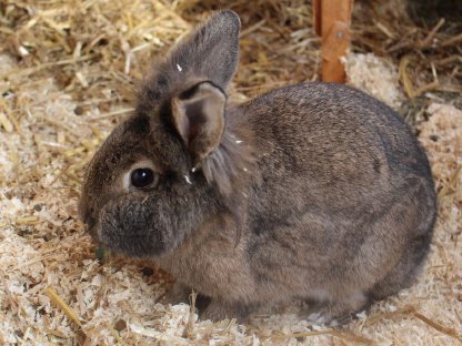 Kaninchen kastriert Mickey