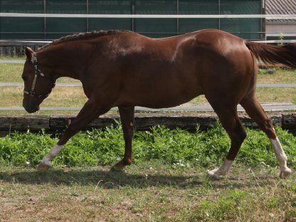 Bild 2:Deckanzeige - American Quarter Horse Hengst