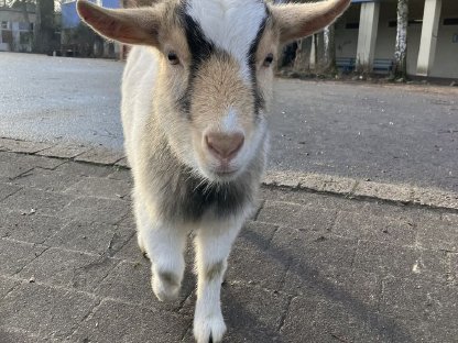 Zwei weibliche Zwergziegen