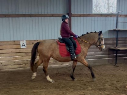 Welsh B Stuten und Reitponystute wegen Umstiegs zu verkaufen