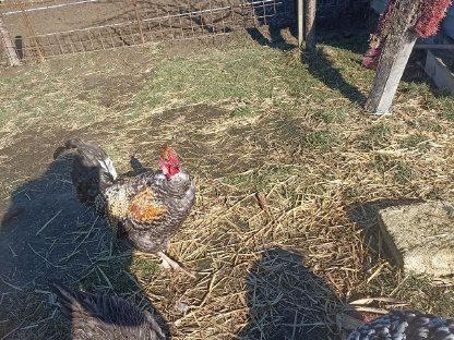 Bild 3:Nackthalshahn