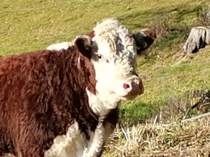 Hereford Stier