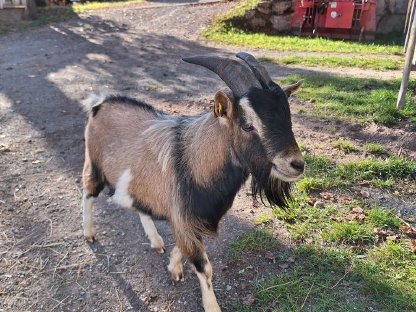 Zwergziegenbock