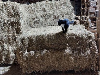 Quaderballen von Pferdebetrieb aus Heuernte '24 zu verkaufen