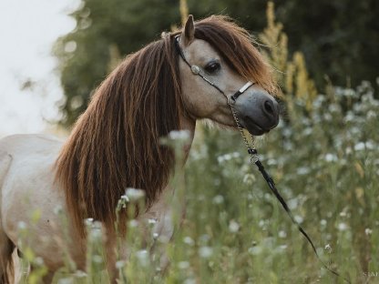 Bild 5:Pachthengst in Sonderfarbe, Mushroomschecke Buckskin, 82 cm