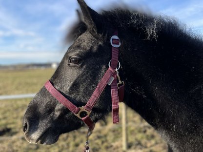 Lieb Pony Stute