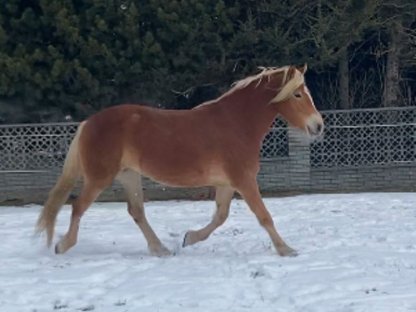 Haflinger Stute