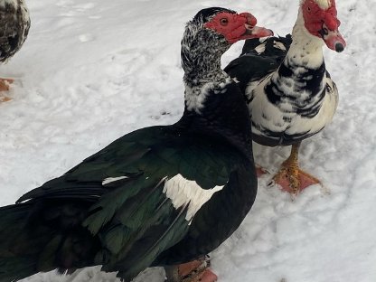 2 Erpel (Moschus-Enten) zu verschenken