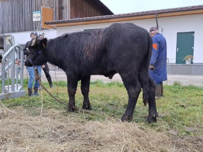 Wasserbüffel Zuchtstier ARTHUS