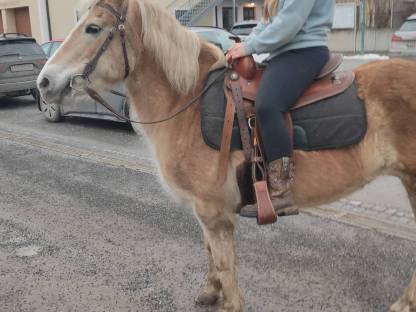 Haflinger Stute