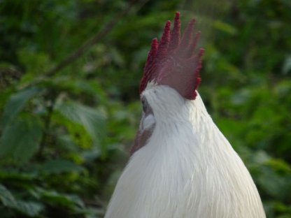 Bild 3:Dongxiang Lukedanji (Uheyilui)