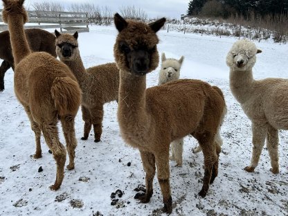 Bild 3:Alpaka Stuten, Jungstute