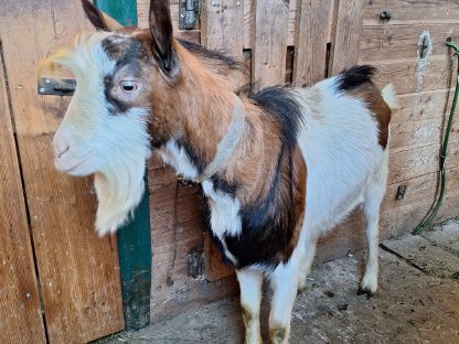 Tauernschecken Bock