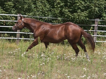 Bild 4:Deckanzeige - American Quarter Horse Hengst
