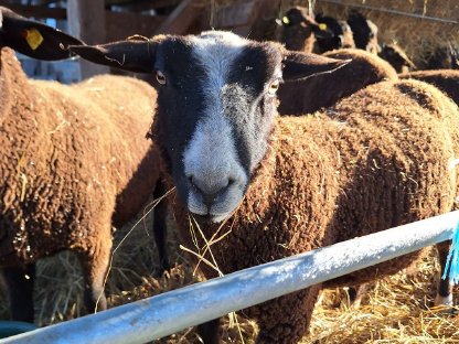 Zwartbles Bock