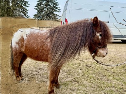 Mini-Appaloosa Pony 11 Jahre alt